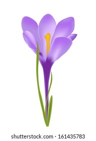 Vector illustration of crocus flower