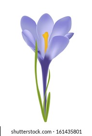 Vector illustration of crocus flower