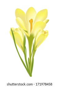 Vector illustration of crocus flower