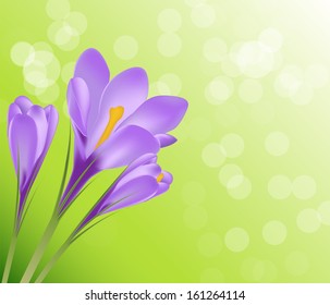 Vector illustration crocus flower background