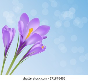 Vector illustration crocus flower background