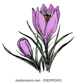 Vector illustration of crocus flower with bud and leaves.