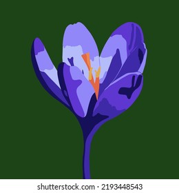 Vector illustration of a crocus flower on a blue background.