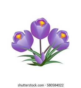 Vector Illustration. Crocus flowers. 