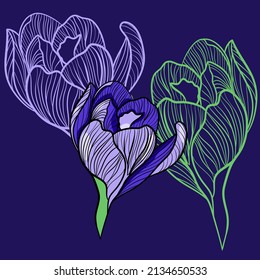 Vector illustration with crocus flowers on a purple background in digital flat technique 