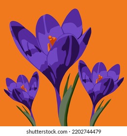 Ilustración vectorial de las flores de croco. Flores de primavera.