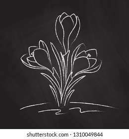 Vector illustration. Crocus on a black board. Chalk drawing.