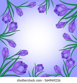 Vector illustration with crocus or saffron on a white background.bouquet of purple flowers.Can be used as greeting cards, wedding invitations, birthday,spring or summer holiday,celebration.