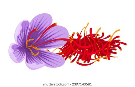 Vector illustration, Crocus sativus, commonly known as saffron crocus or autumn crocus, isolated on white background.