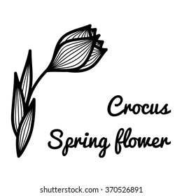 Vector illustration of crocus in sketch style. Hand-drawn flower.