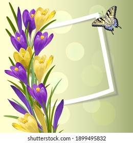 Vector illustration with crocuses and frame.Multicolored crocuses, frame and butterfly on a colored background in vector illustration.