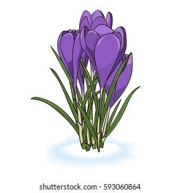 Vector illustration of crocuses of saffrons in the snow on the white background.