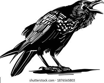 the vector illustration of the crow on white background