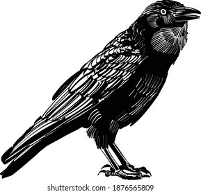 the vector illustration of the crow on white background