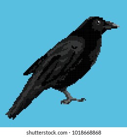 Vector illustration of a crow in the style of a pixel art. Isolated on a blue background.