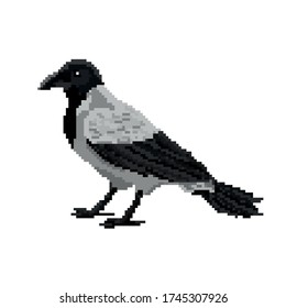 Vector illustration of a crow in the style of a pixel art. Isolated on a blue background.