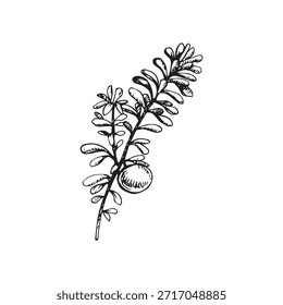 Ilustración vectorial de una rama de Crowberry con hojas estrechas y una baya redonda. Arte de línea dibujado a mano, estilo de grabado vintage. Ideal para embalajes, etiquetas, tatuajes, logotipos, arte botánico y estampados.