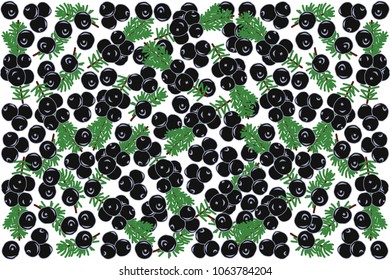 vector illustration of crowberry and leaf design background white and berry EPS10