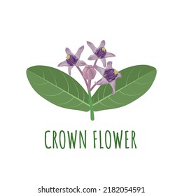 Vector illustration, Crown flower, scientific name Calotropics Gigantea, Isolated on White Background.