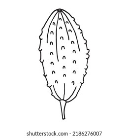 Vector illustration of cucumber in doodle style