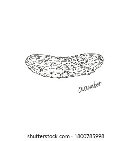 Vector illustration of a cucumber, drawn by hand. Isolate the cucumber. Vegetable engraving illustration style. Detailed sketch of vegetarian food. Products on the agricultural market. Suitable for