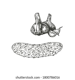 Vektorgrafik einer Gurke mit Knoblauch, handgezeichnet. Isolieren Sie die Gurke mit Knoblauch. Gemüsegräber-Bildstil. Detaillierte Skizze von vegetarischem Essen. Agrarerzeugnisse