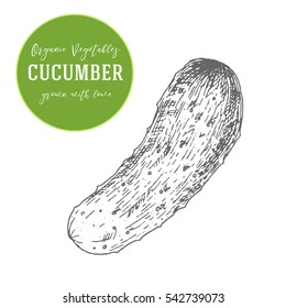 Vector illustration of cucumber. Hand drawn with ink vintage illustration
