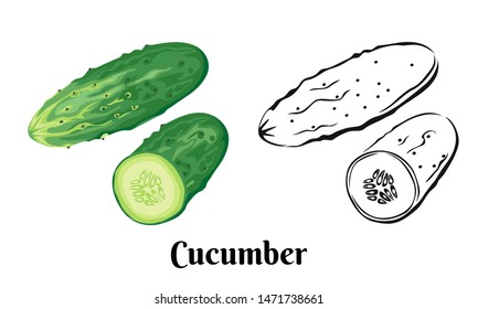 Vector illustration of cucumber Isolated on white background. Black and white sketch icon and color image of green cucumber in cartoon simple flat style. Whole vegetable and half.