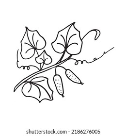 Vector illustration of cucumber plant in doodle style