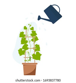 vector illustration of a cucumber in a pot watering a watering can isolated on a white background