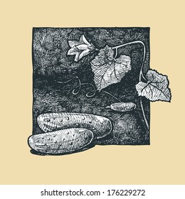 Vector  illustration of a cucumber stylized as engraving.