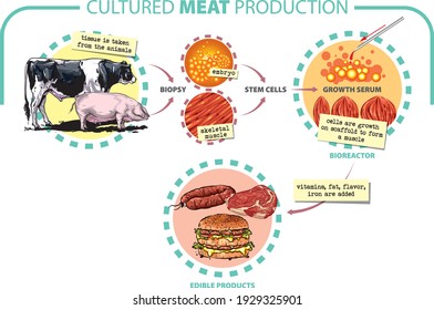 Vector illustration. Cultured lab-grown meat infographics. Synthetic in vitro food concept. Biotechnological process with muscle stem cells, beef and tissue in laboratory.