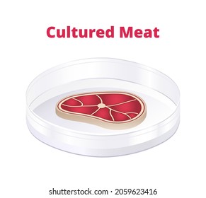 Vector illustration of cultured meat, lab-grown meat, or slaughter-free meat in petri dish isolated on a white background. Sustainable future meat produced by in vitro animal cell cultures.