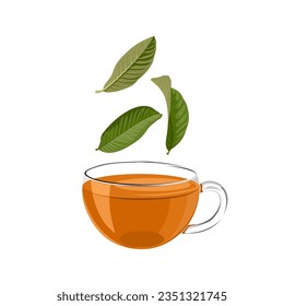 Vector illustration, a cup of guava leaf tea, isolated on white background.