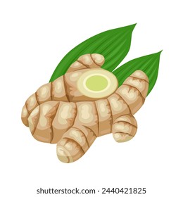 Vector illustration, Curcuma amada rhizome, or mango ginger, with green leaves, isolated on white background.