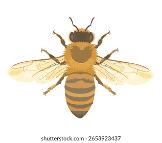 Vector illustration of cure honey bee. Cartoon fly insect isolated on white background.