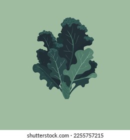 ilustración vectorial Curly kale, vegetal de hoja verde oscuro. Naturaleza vegetal orgánica Kale