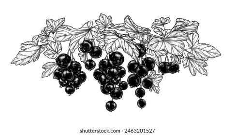 Vector illustration of a currant branch in engraving style