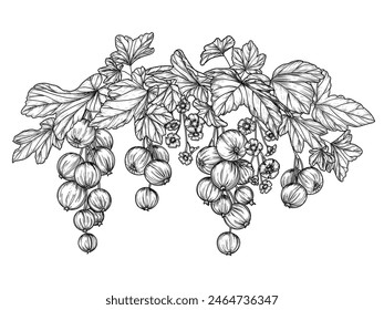 Vector illustration of a currant branch in engraving style	