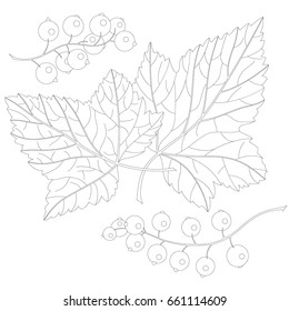 Vector illustration of currant and leaves isolated on a white background. Can be used for graphic design, textile design or web design.