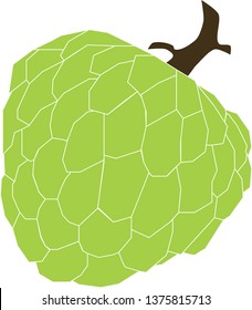 Vector illustration Custard apple