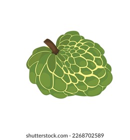 Vector illustration of custard apple whole fruit and half sliced isolated on white background. Cherimoya, annona reticulata, wild sweetsop, soursop, sugar apple icon for package design.