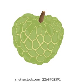 Vector illustration of custard apple whole fruit and half sliced isolated on white background. Cherimoya, annona reticulata, wild sweetsop, soursop, sugar apple icon for package design.