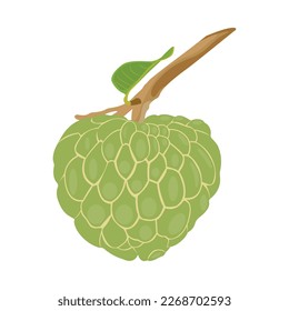 Vector illustration of custard apple whole fruit and half sliced isolated on white background. Cherimoya, annona reticulata, wild sweetsop, soursop, sugar apple icon for package design.