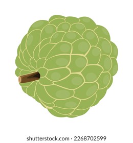 Vector illustration of custard apple whole fruit and half sliced isolated on white background. Cherimoya, annona reticulata, wild sweetsop, soursop, sugar apple icon for package design.