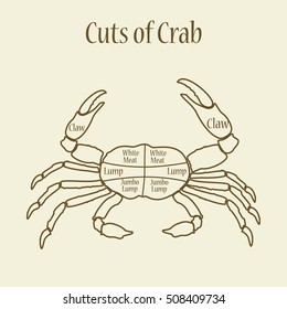 Vector illustration cut of meat set. Poster butcher diagram and scheme - Crab