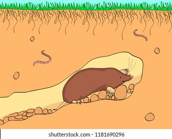 Vector illustration cut section of land with blue sky, grass, underground soil with dirt, mud, stone and gophers in hole