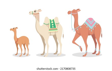 Vector illustration of cute and beautiful camels on white background. Charming characters in babies and large different types in cartoon style.