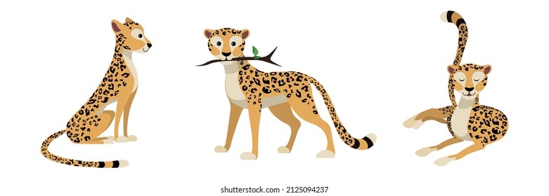 Vector illustration cute and beautiful cheetahs or leopards on white background. Charming character in different poses sedentary, with a branch in the teeth and recumbent in cartoon style.