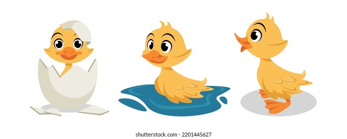 Vector illustration of cute and beautiful duckling on white background. Charming characters in different poses hatched from an egg, floats on water, stands in cartoon style.